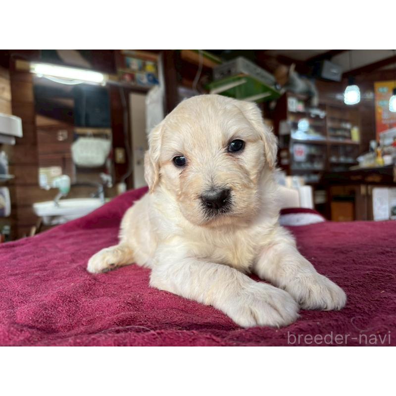 販売中の長野県のゴールデンドゥードル:ゴールデンレトリーバー×プードル-440382の5枚目