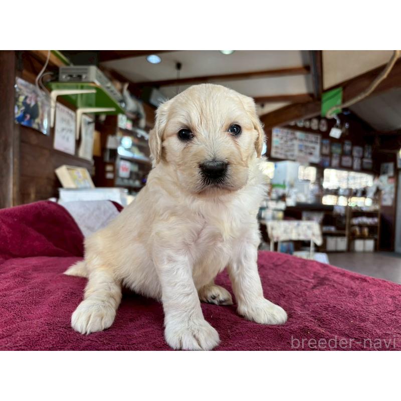 販売中の長野県のゴールデンドゥードル:ゴールデンレトリーバー×プードル-440382の4枚目