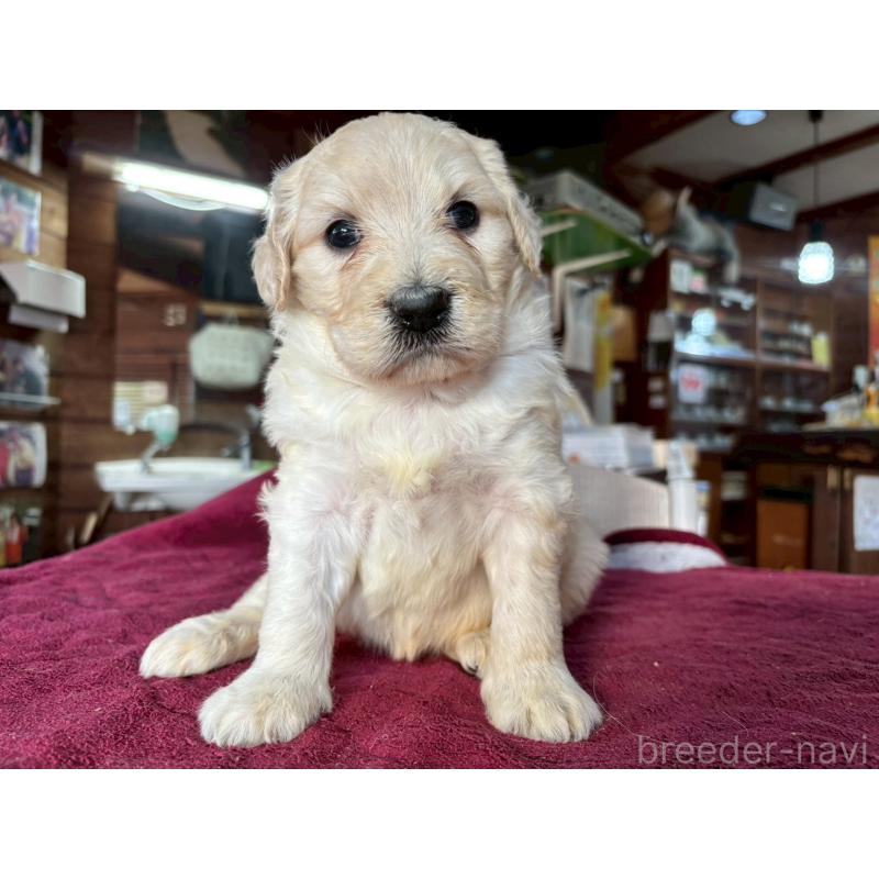 販売中の長野県のゴールデンドゥードル:ゴールデンレトリーバー×プードル-440382の3枚目