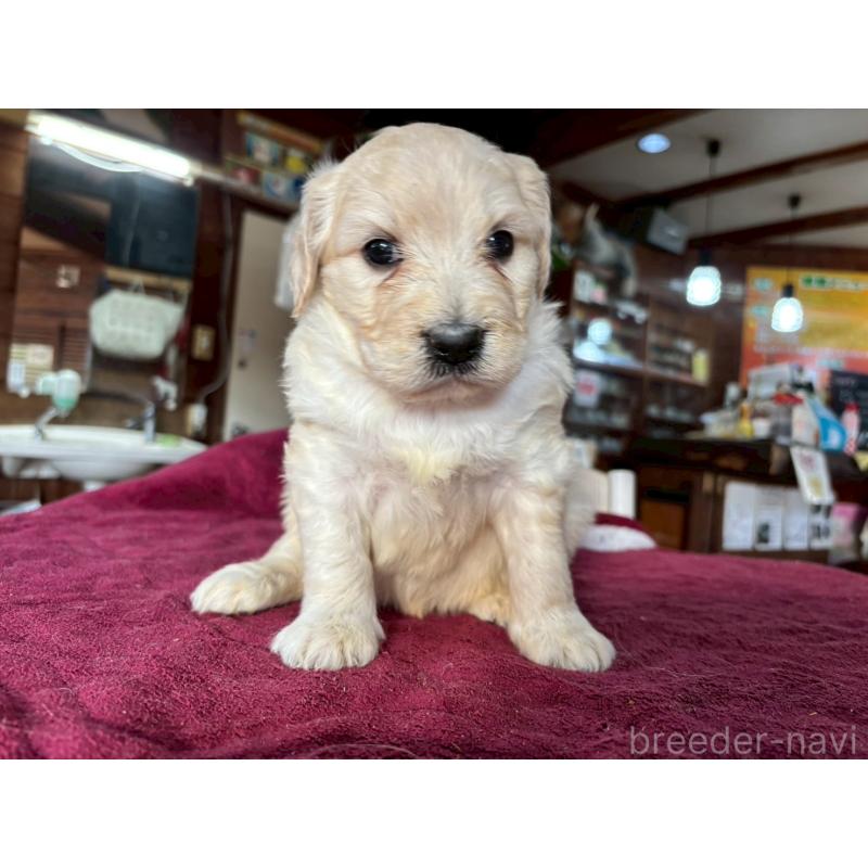 販売中の長野県のゴールデンドゥードル:ゴールデンレトリーバー×プードル-440382の2枚目