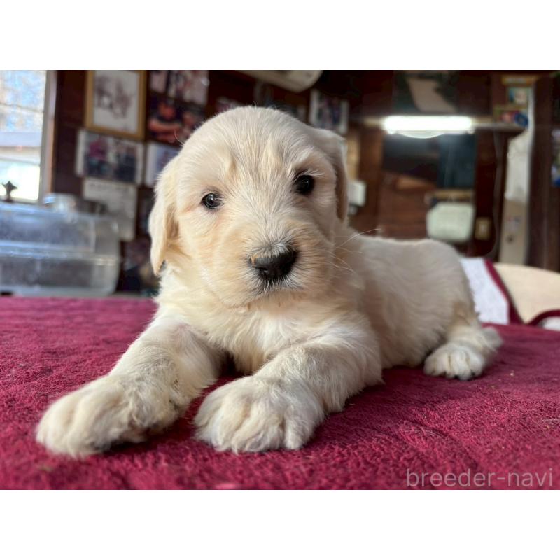 販売中の長野県のゴールデンドゥードル:ゴールデンレトリーバー×プードル-440383の7枚目