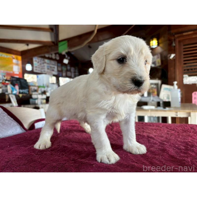 販売中の長野県のゴールデンドゥードル:ゴールデンレトリーバー×プードル-440383の5枚目
