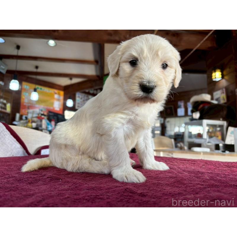 販売中の長野県のゴールデンドゥードル:ゴールデンレトリーバー×プードル-440383の4枚目
