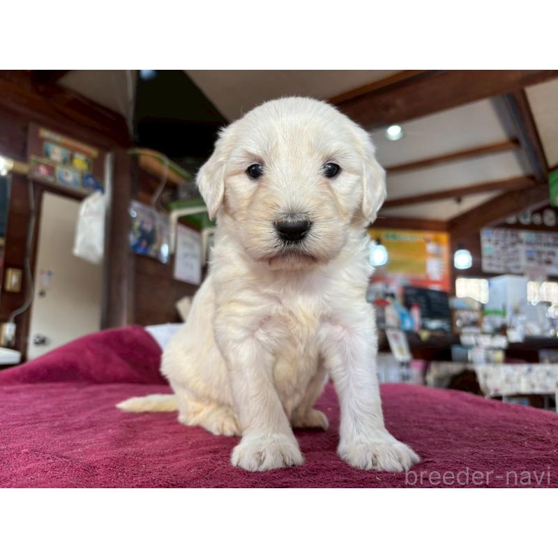 販売中の長野県のゴールデンドゥードル:ゴールデンレトリーバー×プードル-440383の3枚目