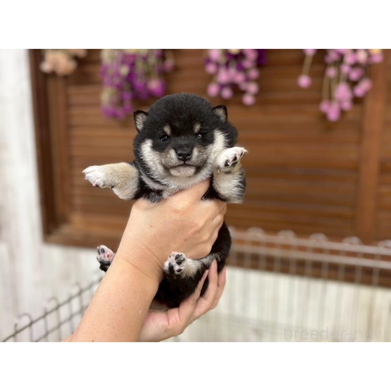 成約済の鹿児島県の豆柴-438040の7枚目