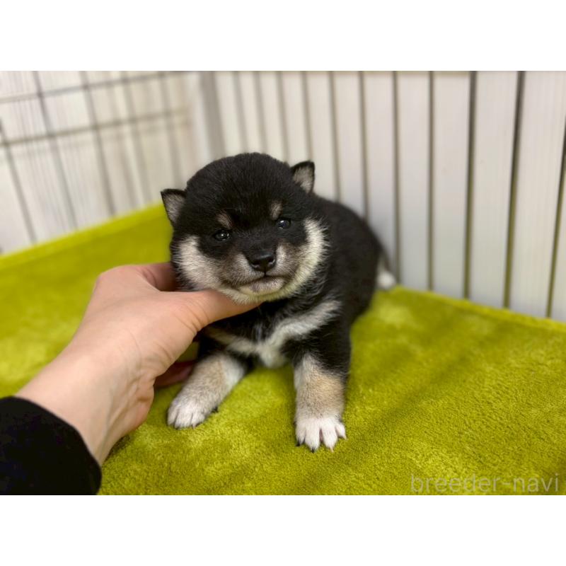 成約済の鹿児島県の豆柴-438040の6枚目