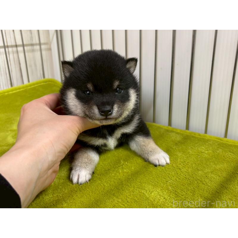 成約済の鹿児島県の豆柴-438040の5枚目