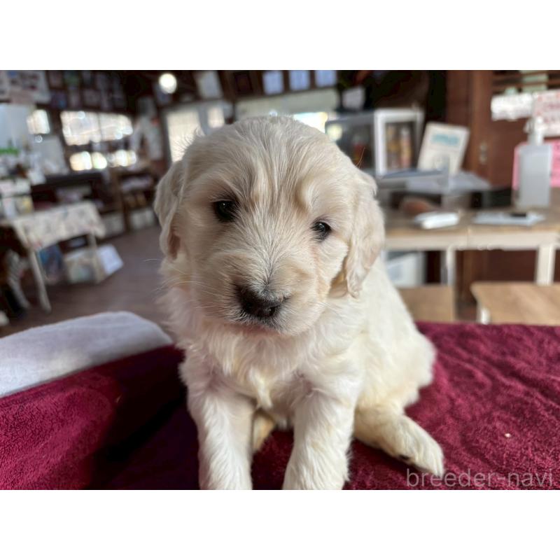 販売中の長野県のゴールデンドゥードル:ゴールデンレトリーバー×プードル-440384の3枚目