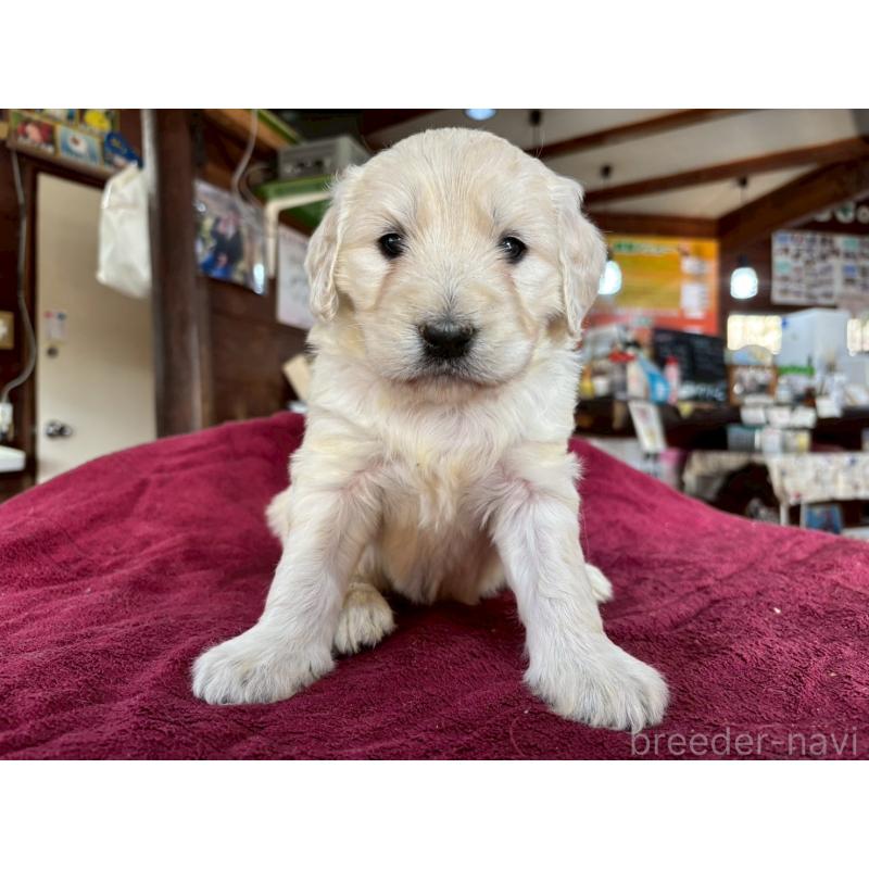 販売中の長野県のゴールデンドゥードル:ゴールデンレトリーバー×プードル-440384の2枚目