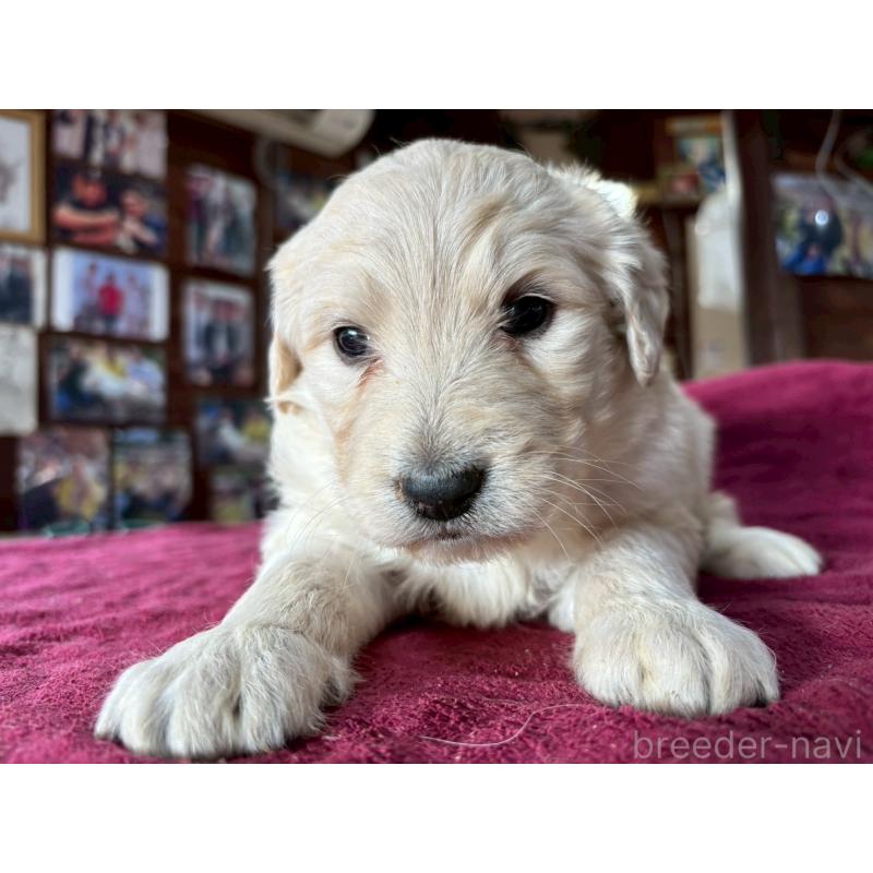 販売中の長野県のゴールデンドゥードル:ゴールデンレトリーバー×プードル-440385の5枚目