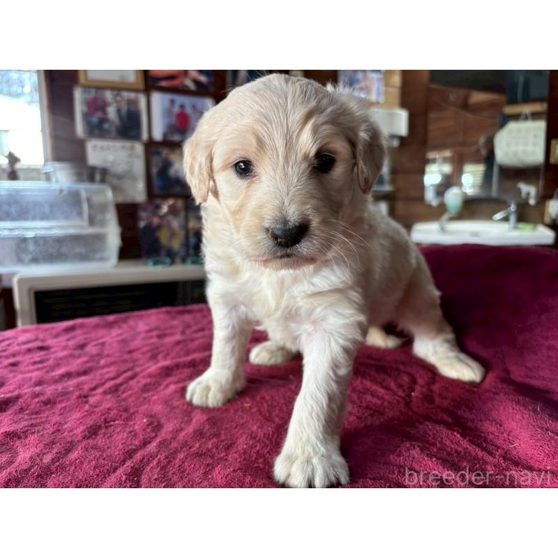 販売中の長野県のゴールデンドゥードル:ゴールデンレトリーバー×プードル-440385の4枚目