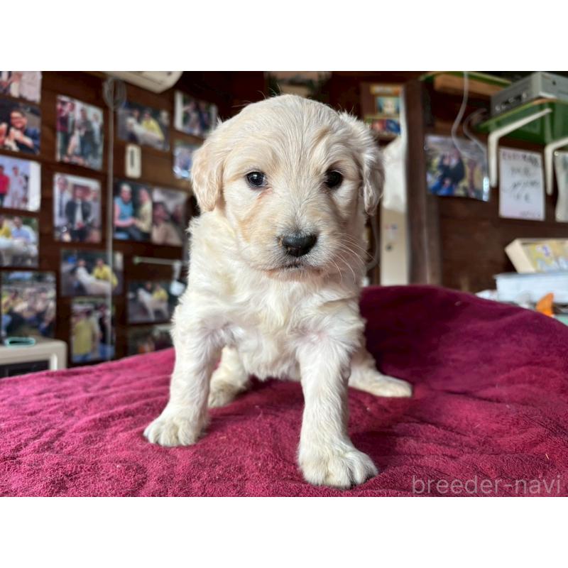 販売中の長野県のゴールデンドゥードル:ゴールデンレトリーバー×プードル-440385の3枚目