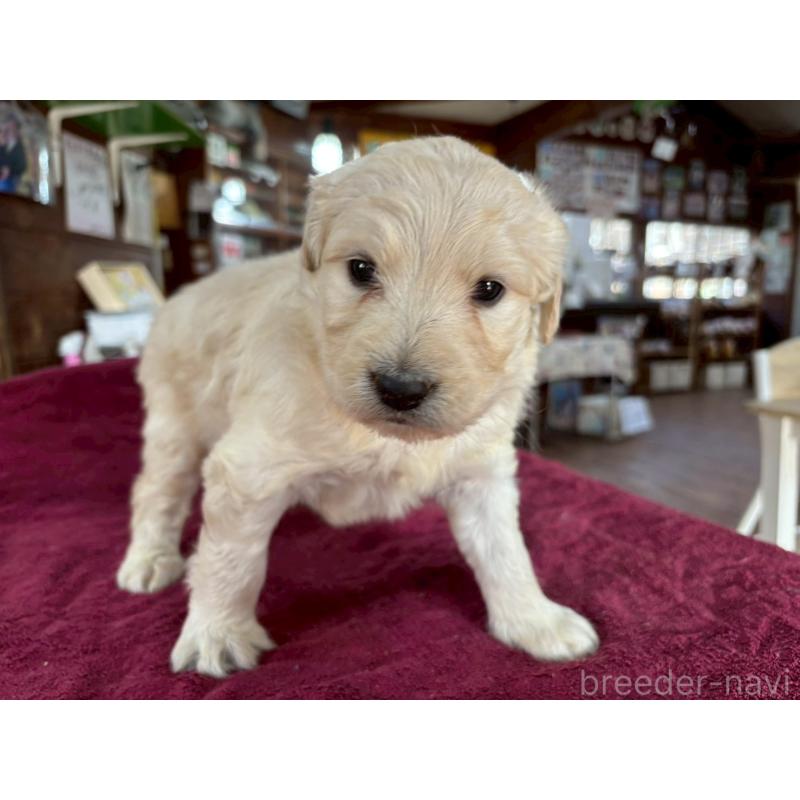 販売中の長野県のゴールデンドゥードル:ゴールデンレトリーバー×プードル-440385の2枚目