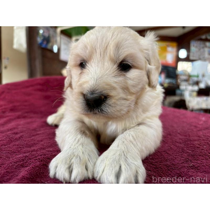 販売中の長野県のゴールデンドゥードル:ゴールデンレトリーバー×プードル-440387の12枚目