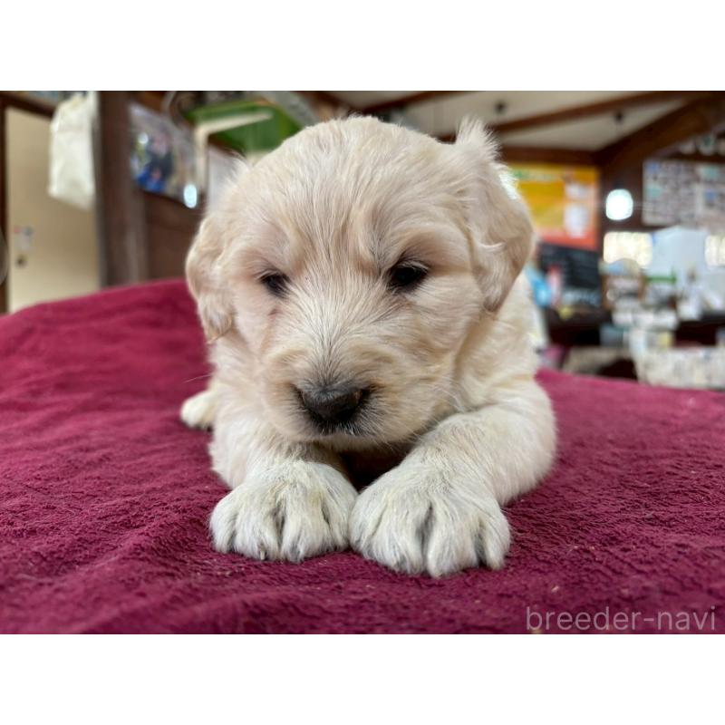 販売中の長野県のゴールデンドゥードル:ゴールデンレトリーバー×プードル-440387の11枚目
