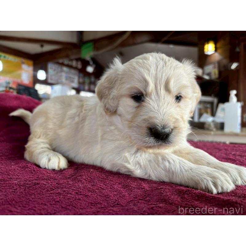 販売中の長野県のゴールデンドゥードル:ゴールデンレトリーバー×プードル-440387の10枚目