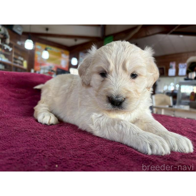 販売中の長野県のゴールデンドゥードル:ゴールデンレトリーバー×プードル-440387の9枚目