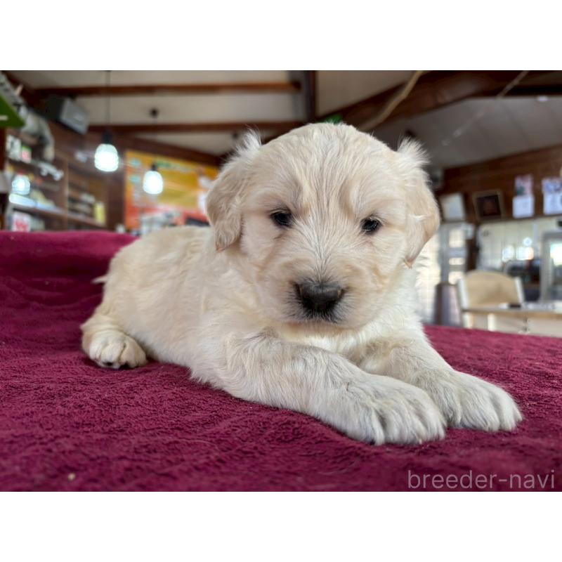 販売中の長野県のゴールデンドゥードル:ゴールデンレトリーバー×プードル-440387の8枚目