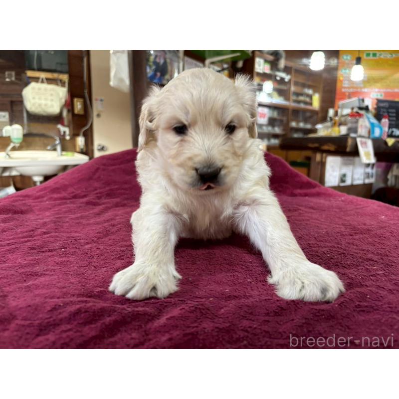 販売中の長野県のゴールデンドゥードル:ゴールデンレトリーバー×プードル-440387の7枚目
