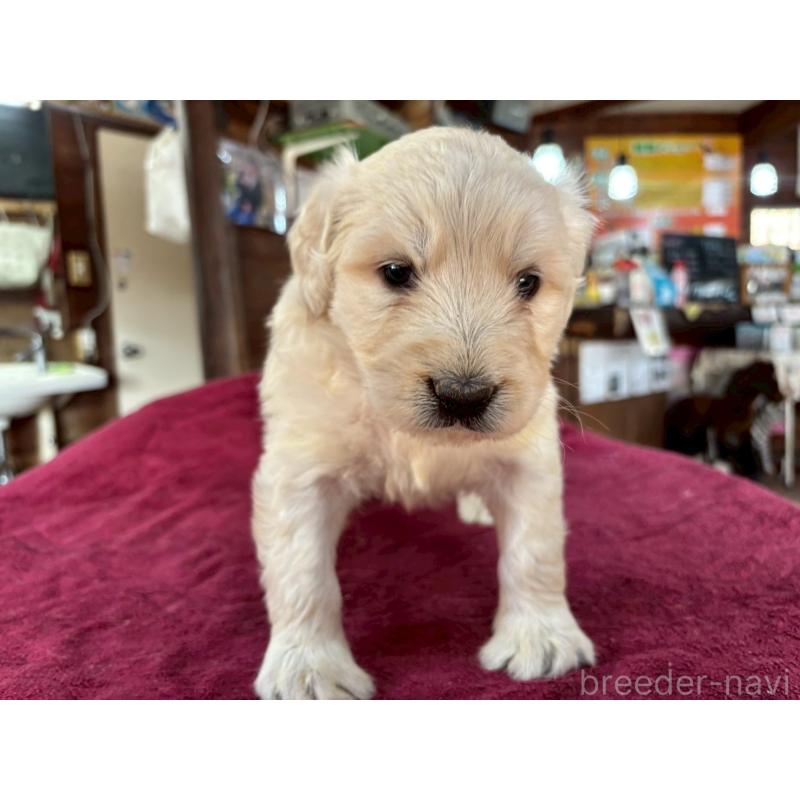 販売中の長野県のゴールデンドゥードル:ゴールデンレトリーバー×プードル-440387の6枚目