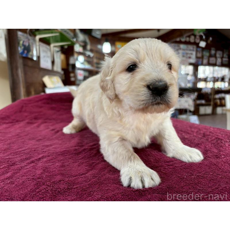 販売中の長野県のゴールデンドゥードル:ゴールデンレトリーバー×プードル-440387の4枚目
