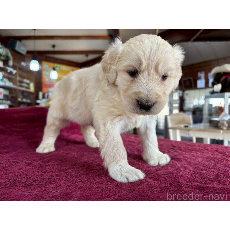 販売中の長野県のゴールデンドゥードル:ゴールデンレトリーバー×プードル-440387の2枚目