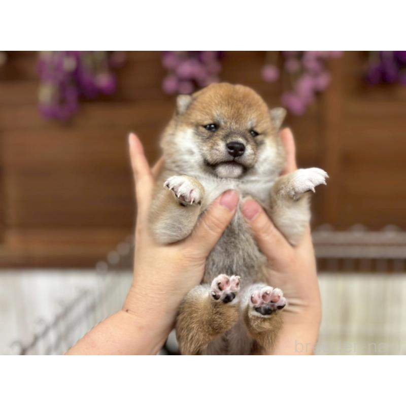 成約済の鹿児島県の豆柴-438055の11枚目