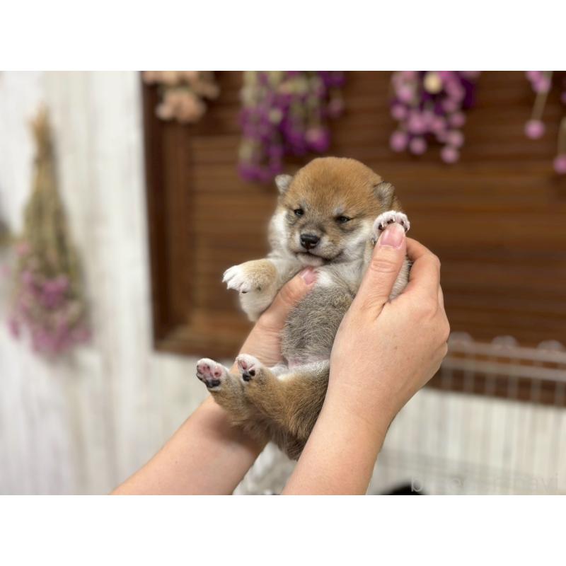 成約済の鹿児島県の豆柴-438055の10枚目