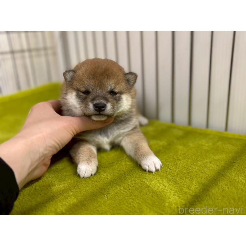 成約済の鹿児島県の豆柴-438055の8枚目