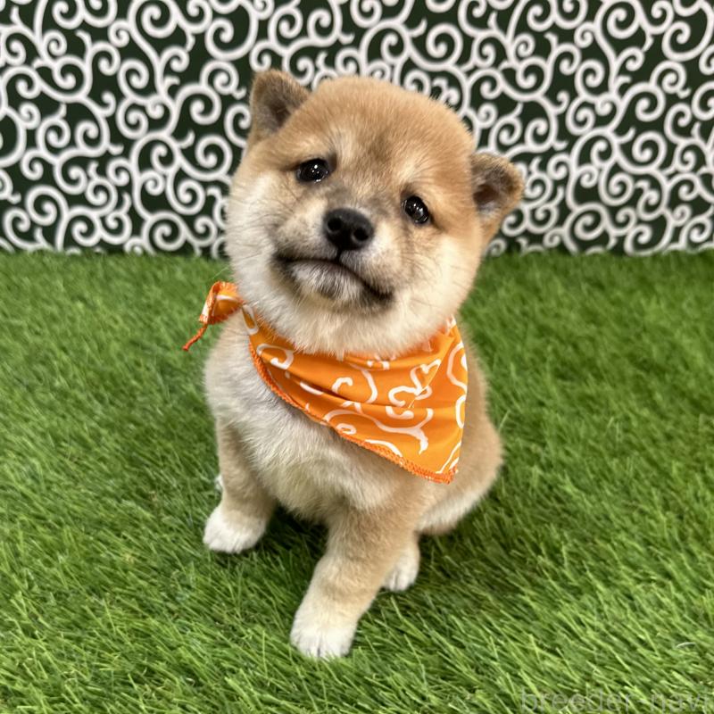 販売中の広島県の豆柴-440389の4枚目