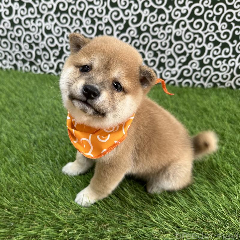 販売中の広島県の豆柴-440389の3枚目