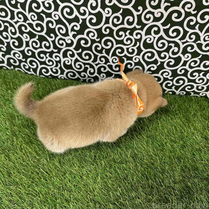 販売中の広島県の豆柴-440389の2枚目