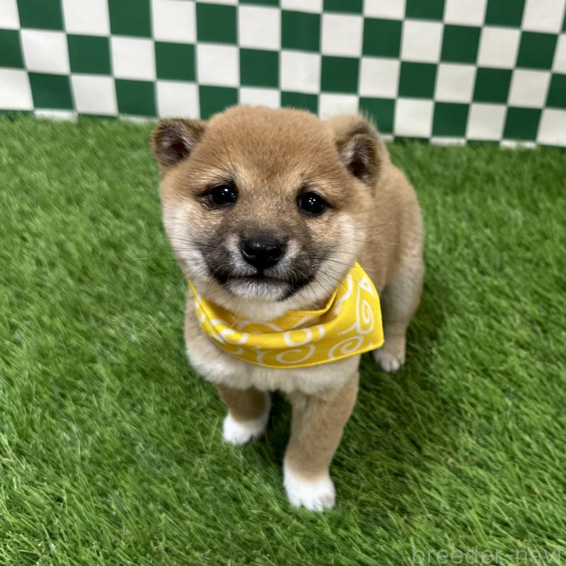 販売中の広島県の豆柴-440390の3枚目