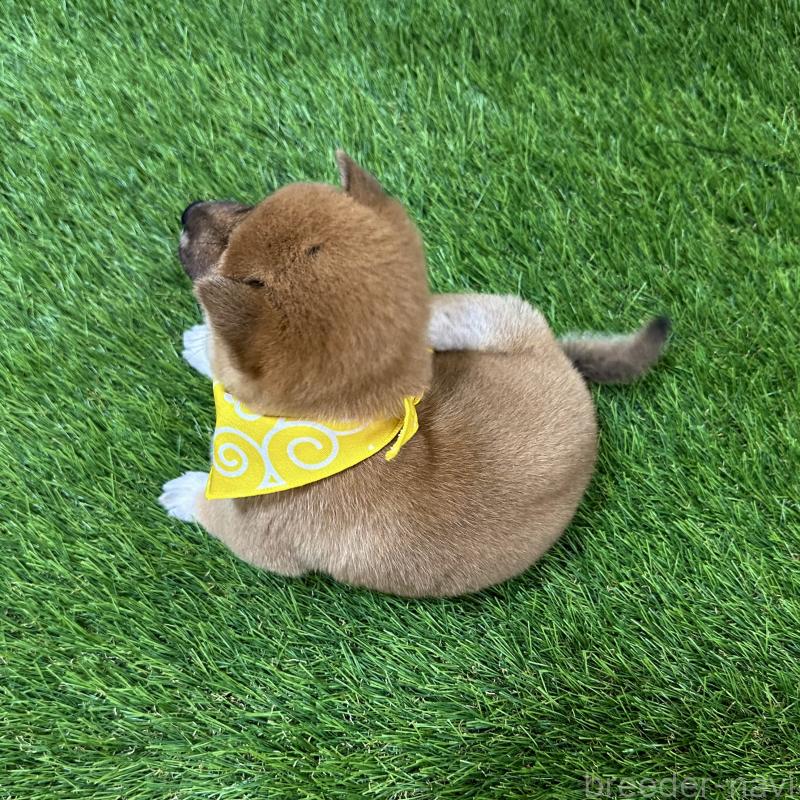 販売中の広島県の豆柴-440390の2枚目