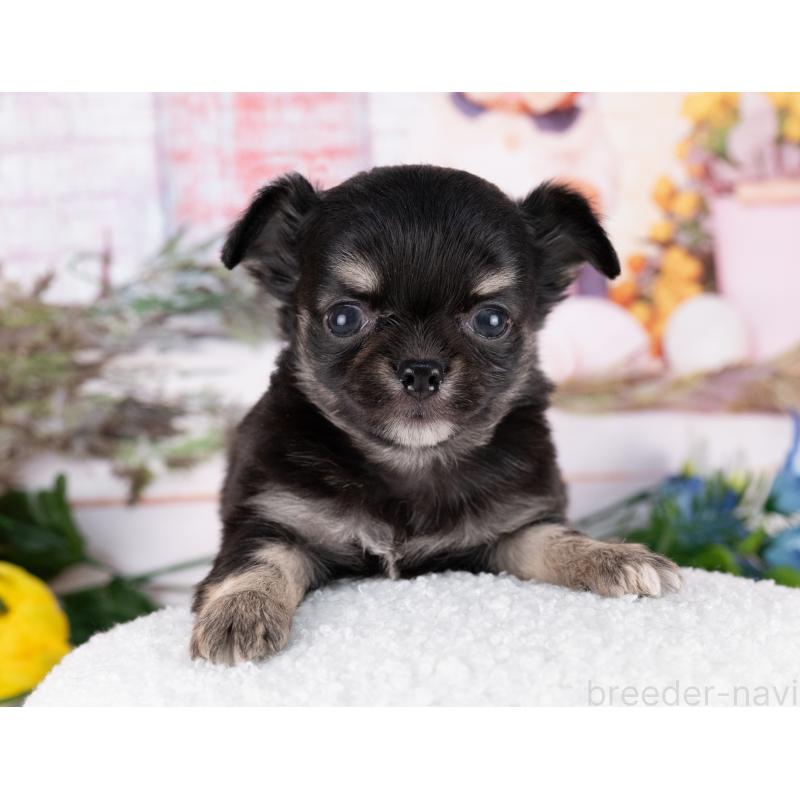 販売中の岐阜県のチワワ(ロングコート)-440510の5枚目