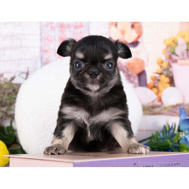 販売中の岐阜県のチワワ(ロングコート)-440510の2枚目