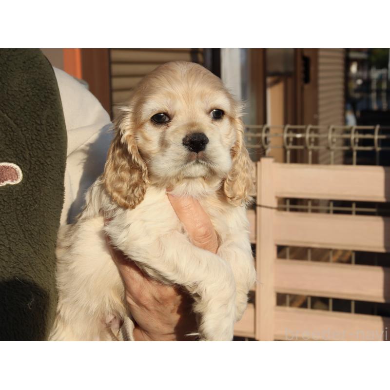 成約済の埼玉県のアメリカンコッカースパニエル-438288の8枚目