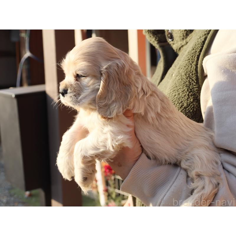 成約済の埼玉県のアメリカンコッカースパニエル-438288の6枚目