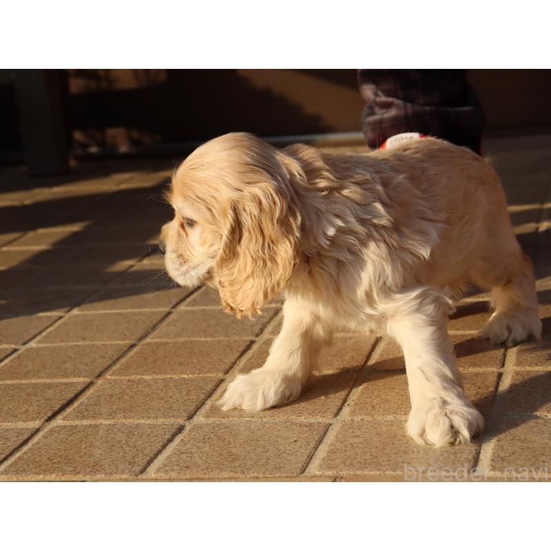 成約済の埼玉県のアメリカンコッカースパニエル-438288の5枚目