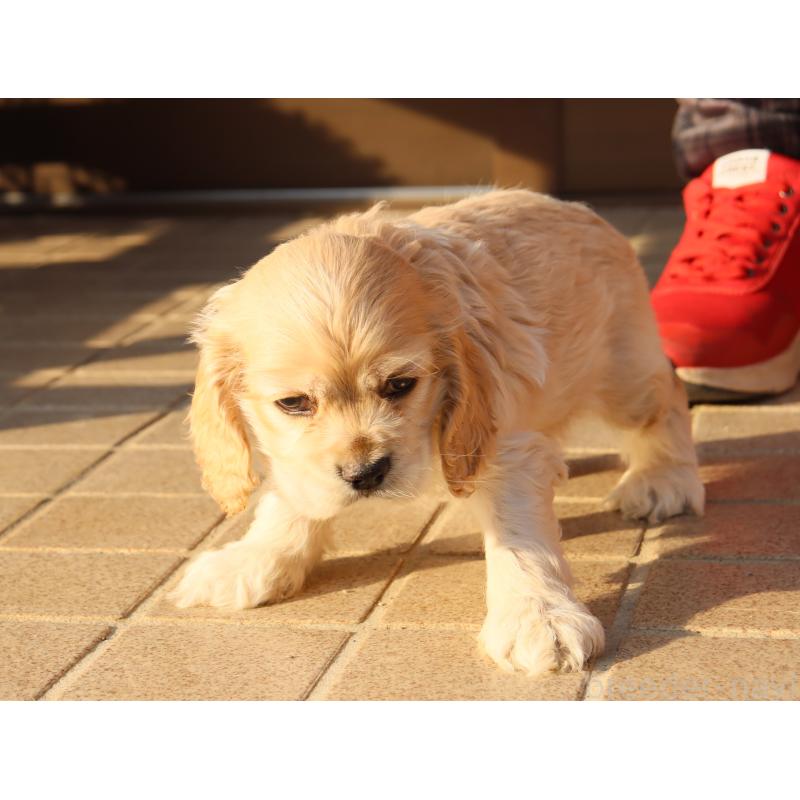 成約済の埼玉県のアメリカンコッカースパニエル-438288の4枚目