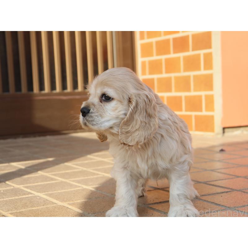 成約済の埼玉県のアメリカンコッカースパニエル-438288の3枚目