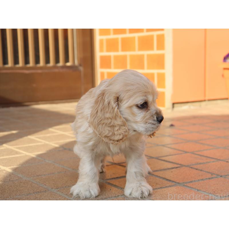 成約済の埼玉県のアメリカンコッカースパニエル-438288の2枚目