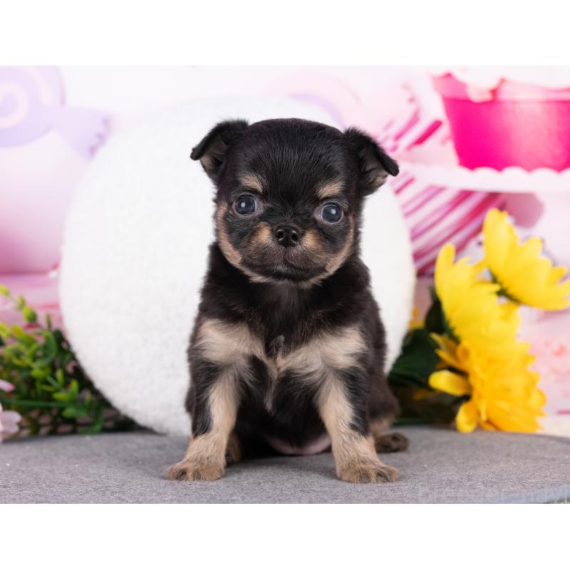 販売中の岐阜県のチワワ(ロングコート)-440511の5枚目