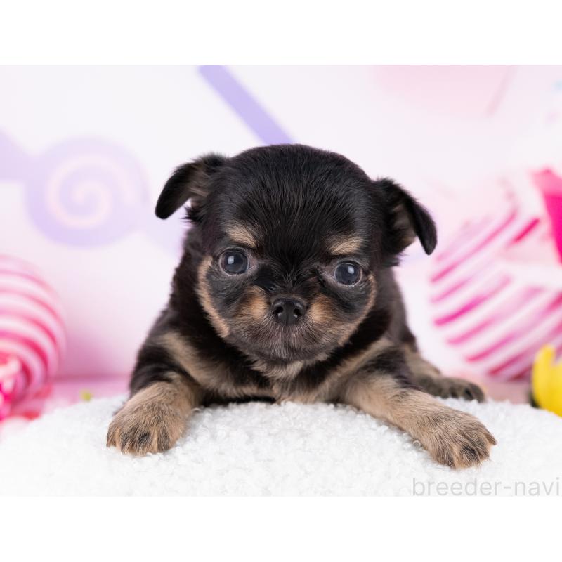 販売中の岐阜県のチワワ(ロングコート)-440511の4枚目