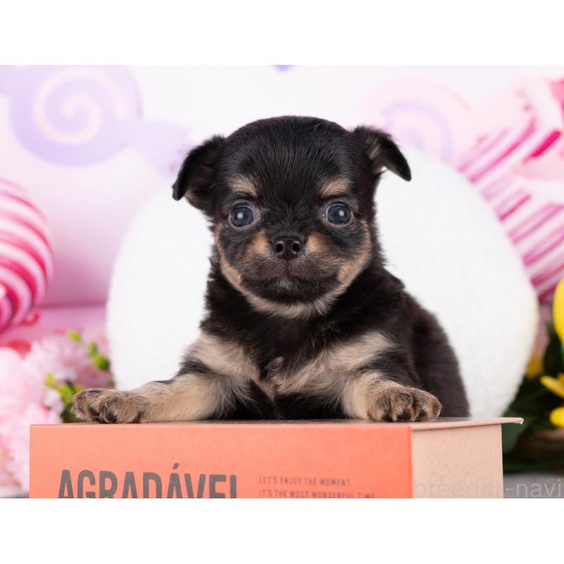 販売中の岐阜県のチワワ(ロングコート)-440511の3枚目