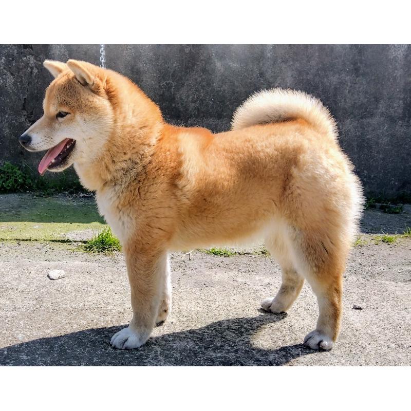 成約済の鹿児島県の豆柴-438245の7枚目