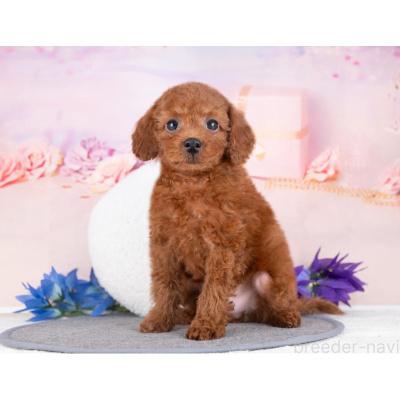 販売中の岐阜県のトイプードル-440513の5枚目