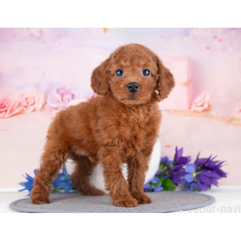 販売中の岐阜県のトイプードル-440513の4枚目