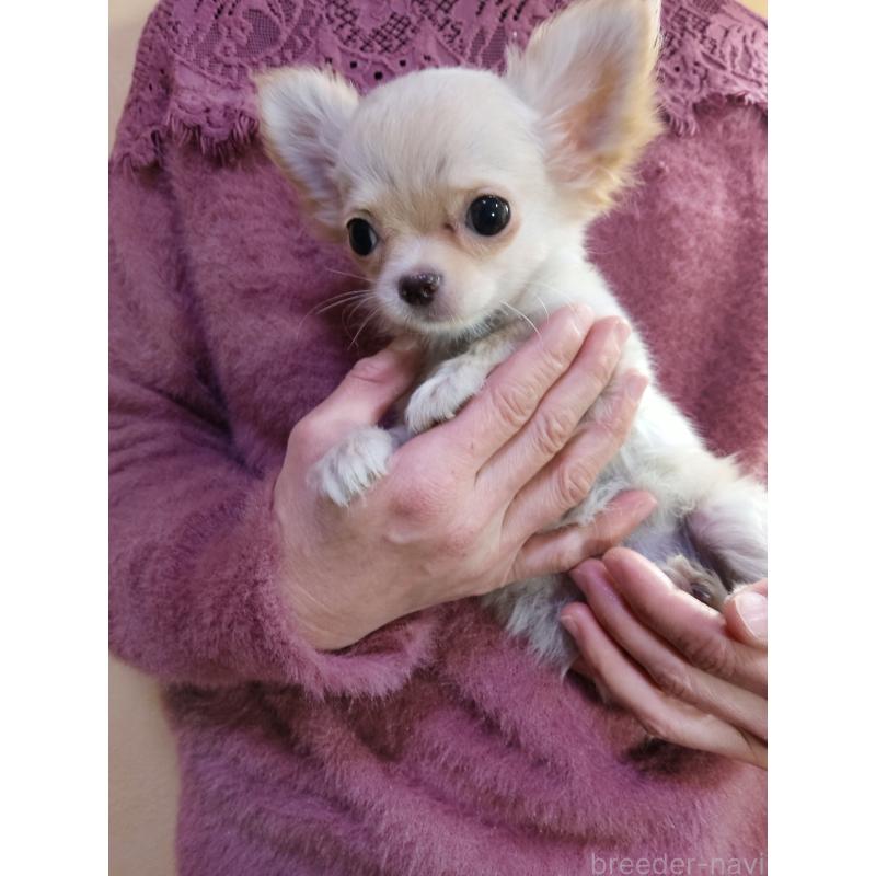 販売中の愛知県のチワワ(ロングコート)-440392の3枚目