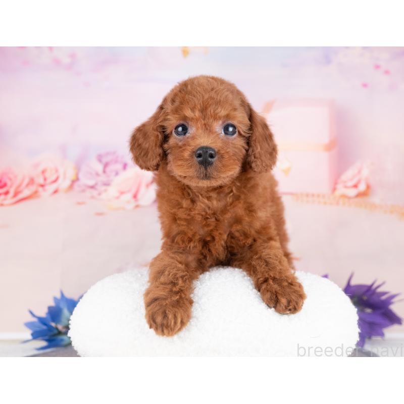 販売中の岐阜県のトイプードル-440513の2枚目